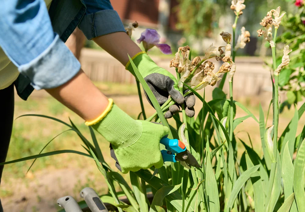 Garden Maintenance – Home Maintenance for older Australians from Montessori Care